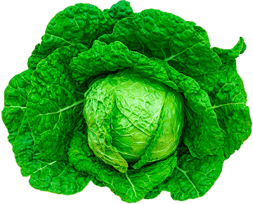 Savoy Green Cabbage Head
